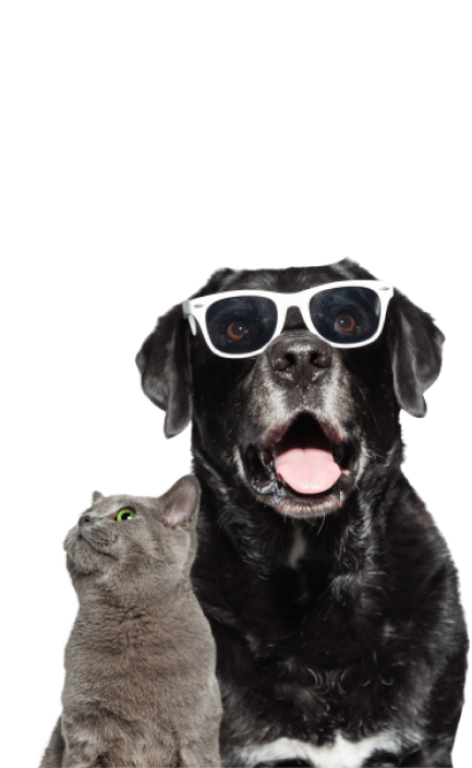 EDB-Sunglasses-Dog-and-Cat-1