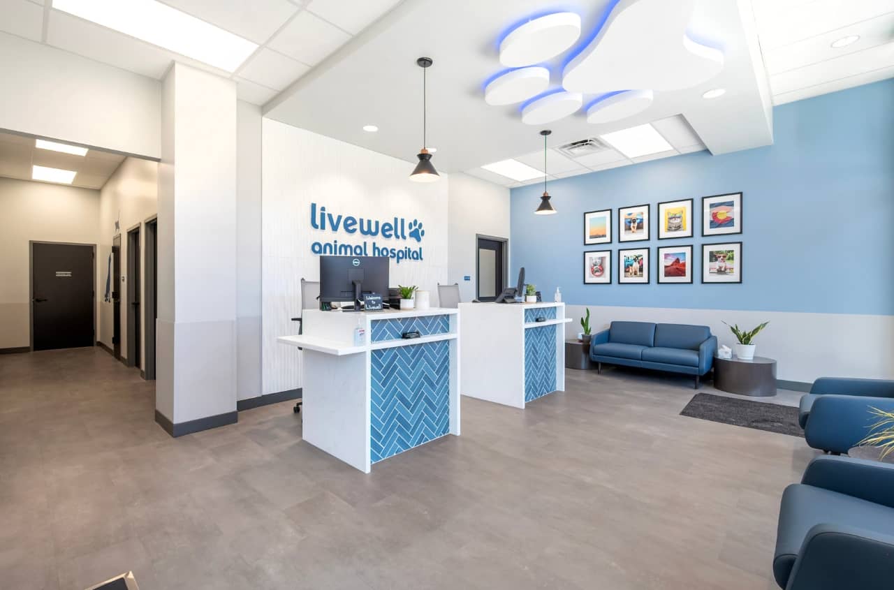 Livewell Animal Hospital of RiNo receptionist area from the left angle, showing couches