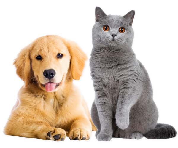 catPuppySitting