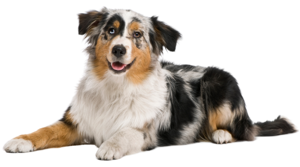 Young Spotted Australian Shepherd laying down