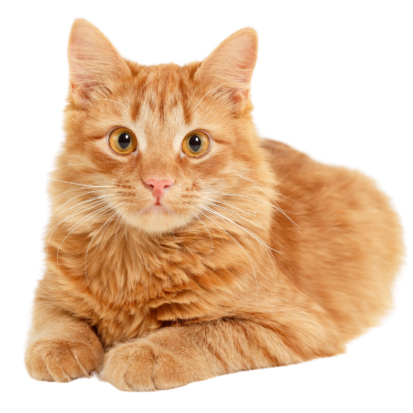 Young orange cat laying down