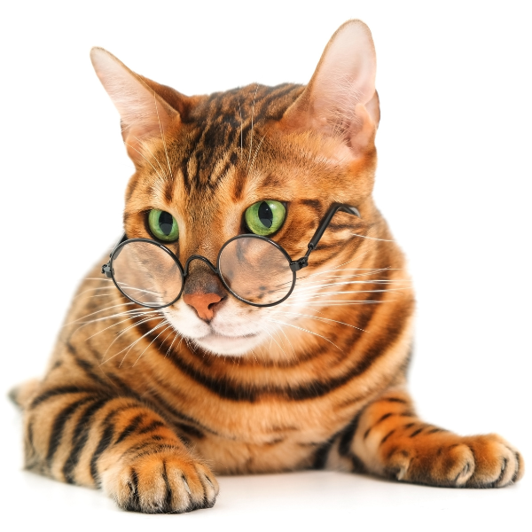 Brown cat with stripes with glasses on