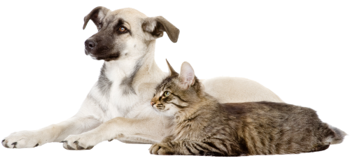 Puppy and cat laying down together