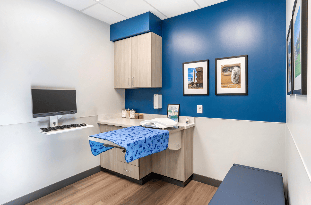 An empty exam room with an exam table open with a blue paw print and bone blanket