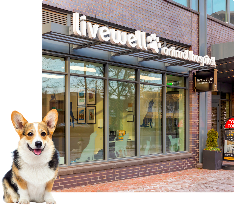 Livewell Animal Hospital of Chevy Chase